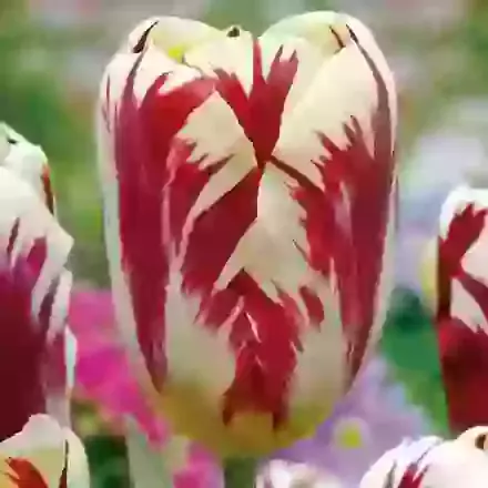 Grand Perfection